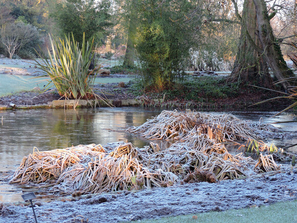 Jack Frost � horticulture�s friend and foe