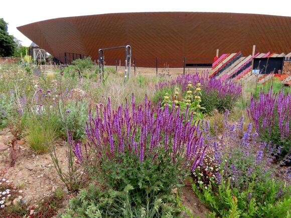 Wildlife at the heart of the City:  the Beth Chatto Meanwhile Garden   
