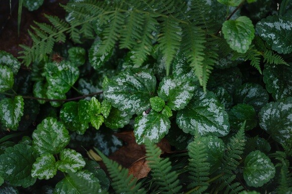 Plants that have stood up to the summer - Woodland
