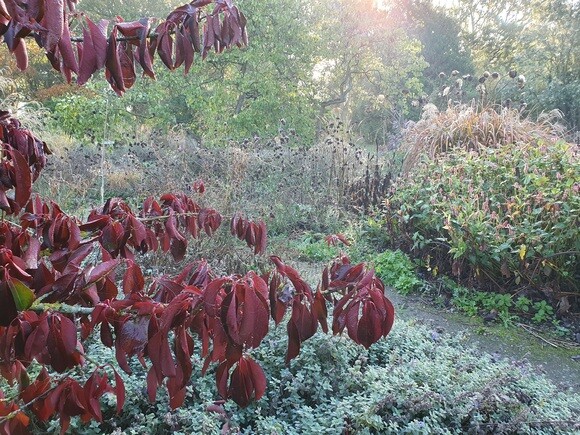 Late October Glory