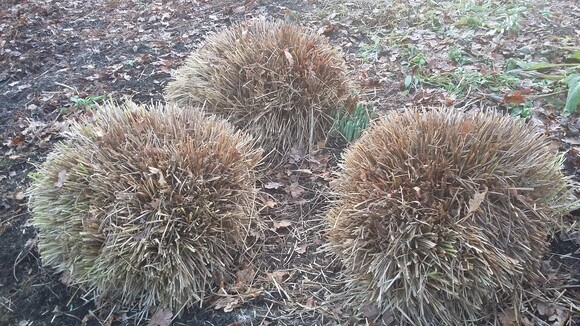 Spring cleaning grasses Spring cleaning grasses