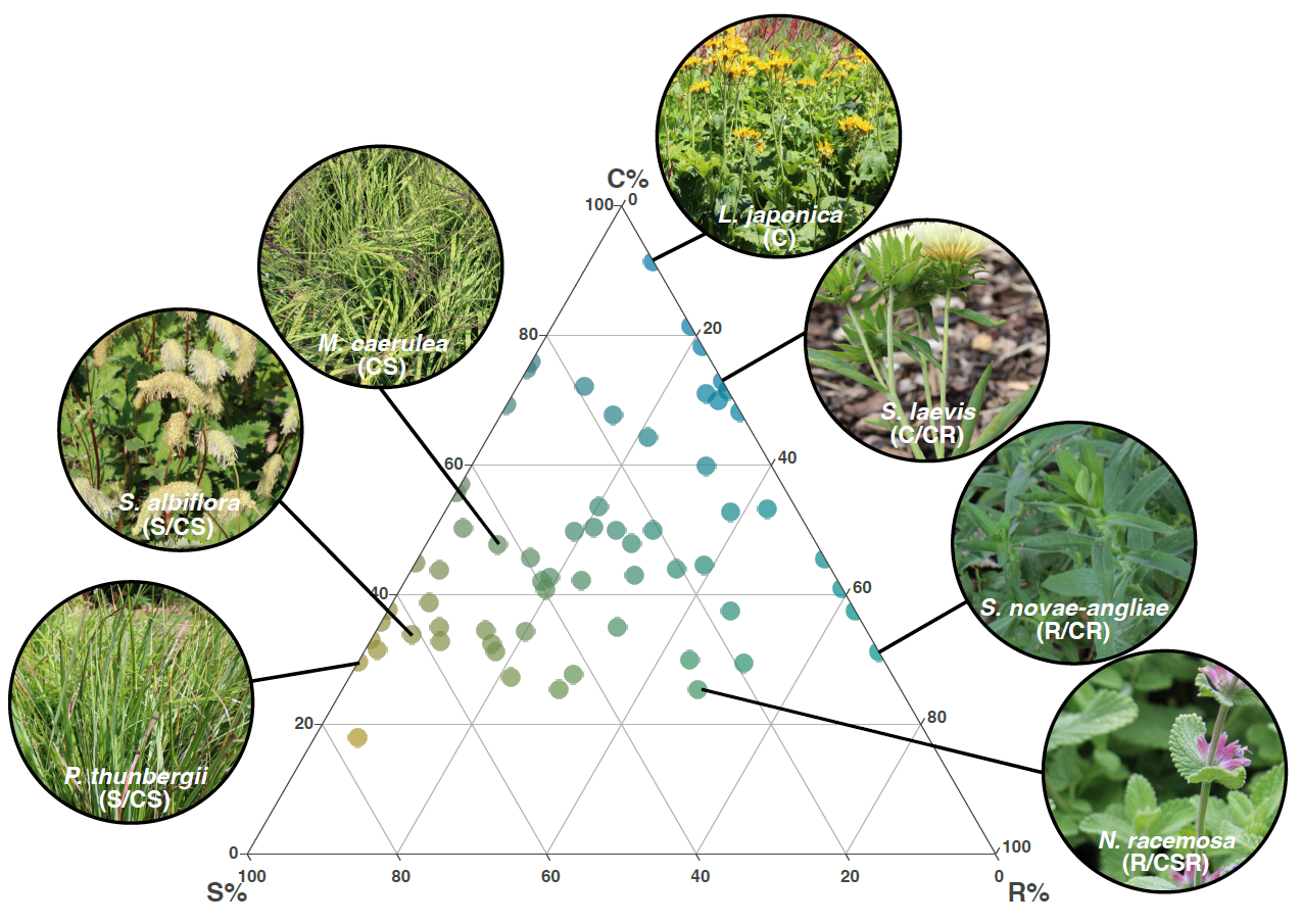 Plant Strategies in the Stock Beds