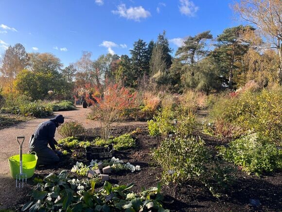 Planting in autumn