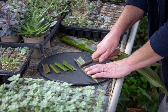 Propagation Expert Emily's Favourite Tools Propagation Expert Emily's Favourite Tools