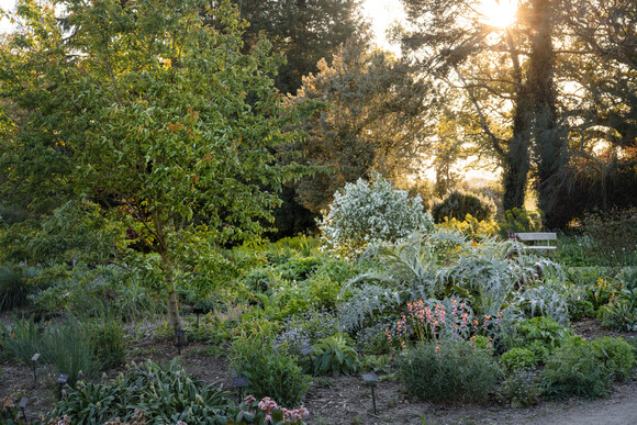Team Chatto's favourite plants - part 2 Team Chatto's favourite plants - part 2