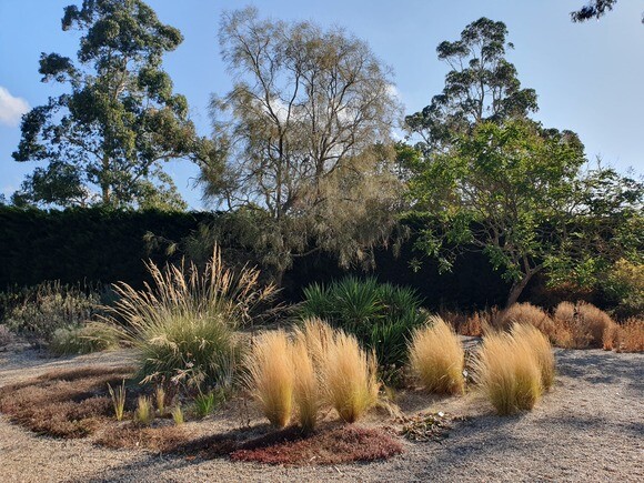 Plants that have stood up to the summer - Gravel Garden