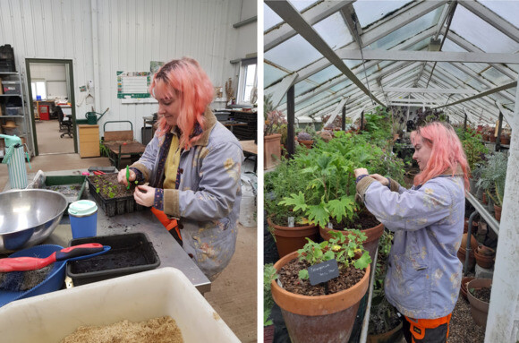 Weekly catch up with garden & propagation