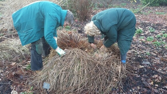 Spring cleaning grasses Spring cleaning grasses