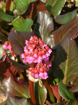 Beth Chatto's must-have spring plants Beth Chatto's must-have spring plants