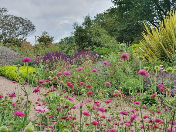 Plant combination ideas in June