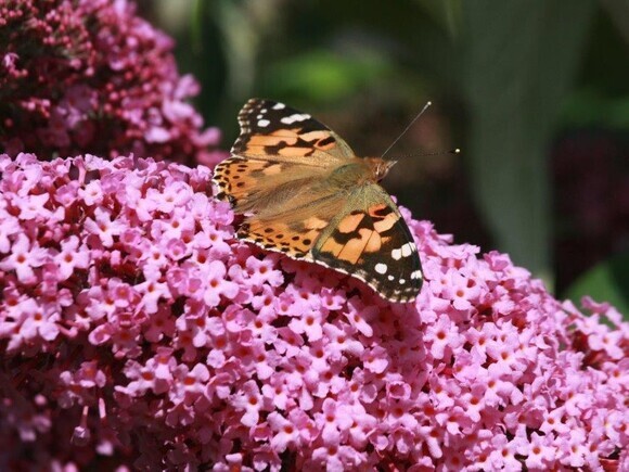 Wildlife at the heart of the City:  the Beth Chatto Meanwhile Garden   