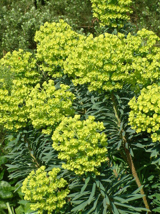 Beth Chatto's must-have spring plants Beth Chatto's must-have spring plants