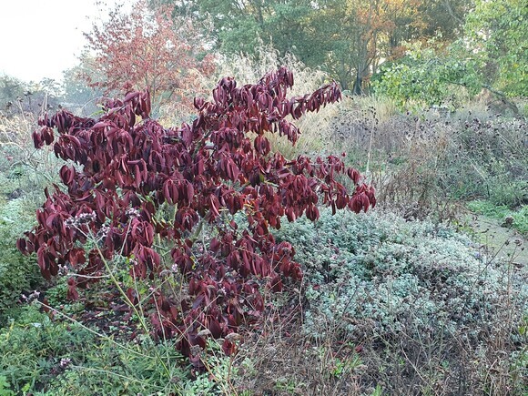 Late October Glory