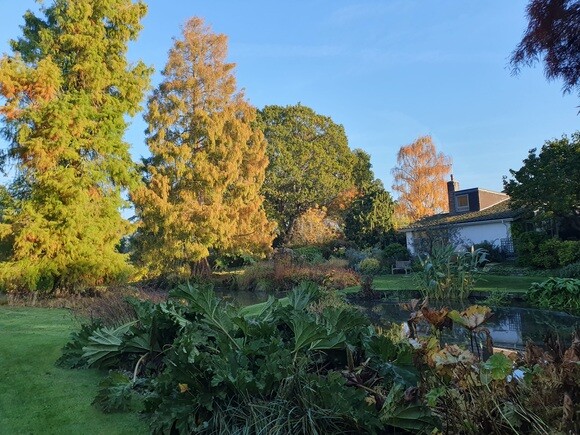 Late October Glory