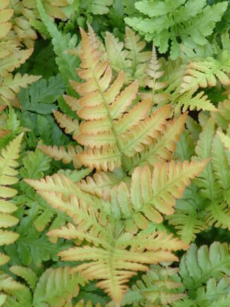 Beth Chatto's must-have spring plants Beth Chatto's must-have spring plants