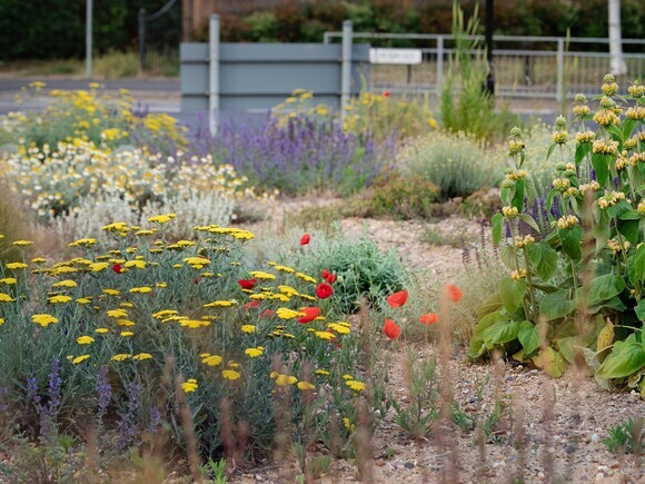 Planting on the Albert roundabout Planting on the Albert roundabout