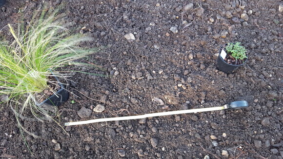 Planting successfully in summer