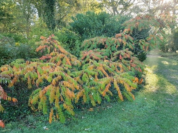 Late October Glory