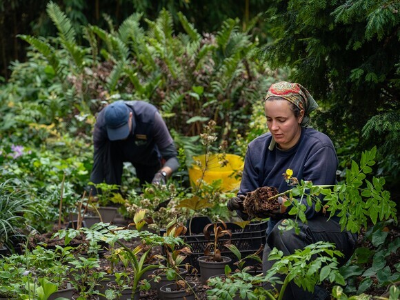 Autumn Planting: helping gardeners adapt to a changing climate