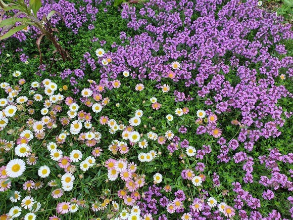 Team Chatto's favourite plants - part 3 Team Chatto's favourite plants - part 3