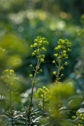 Luminous euphorbias and the fabulous Great Dixter Spring Plant Fair Luminous euphorbias and the fabulous Great Dixter Spring Plant Fair
