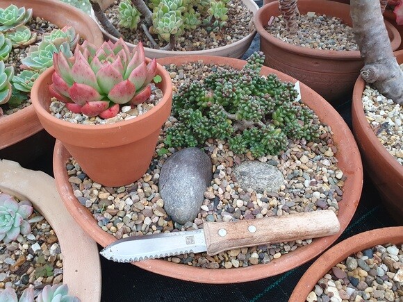 Our Propagation Expert Emily's Favourite Tools