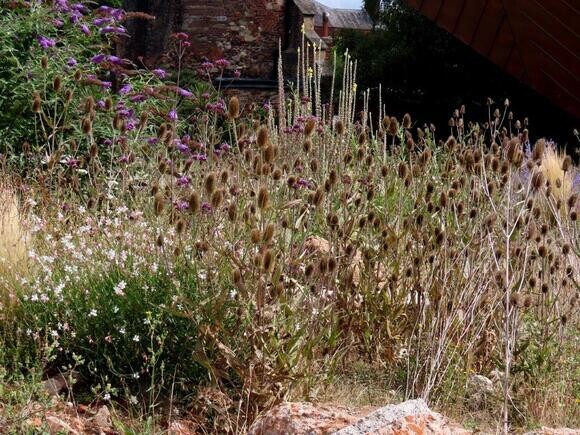 Wildlife at the heart of the City:  the Beth Chatto Meanwhile Garden   