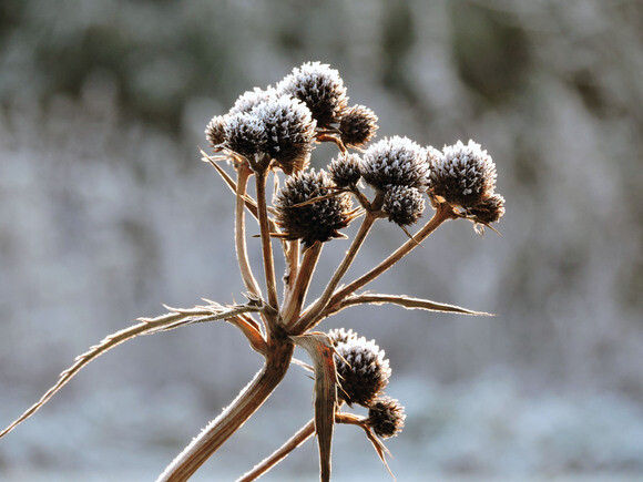 Jack Frost � horticulture�s friend and foe