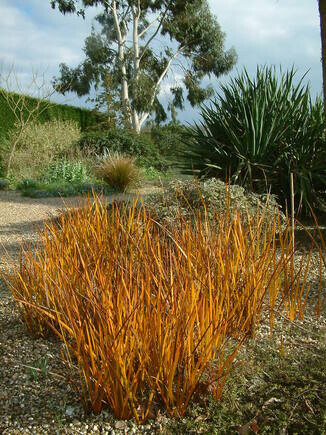 Beth Chatto's must-have spring plants Beth Chatto's must-have spring plants