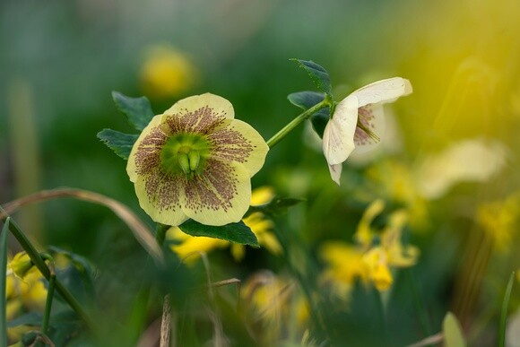 Hellebores in winter