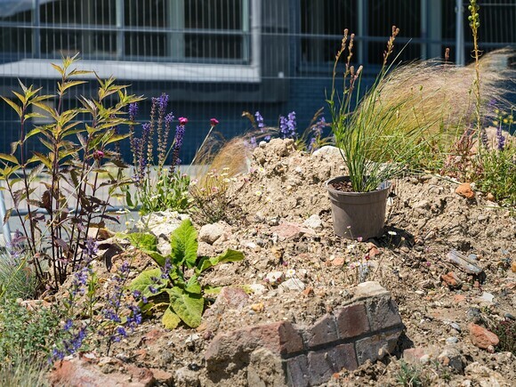 Beth Chatto's Meanwhile Garden