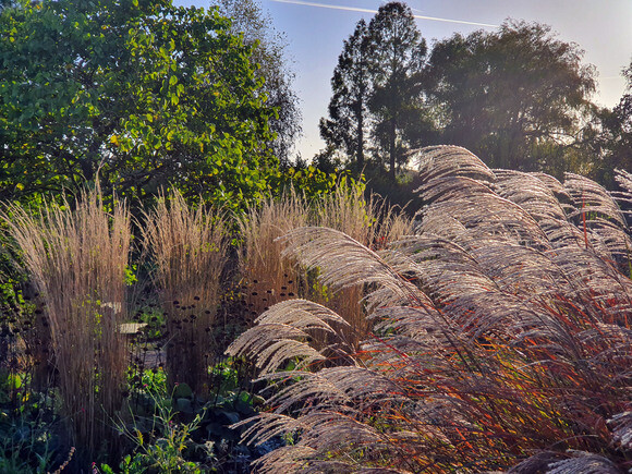 Ornamental Grasses for Autumnal Interest Ornamental Grasses for Autumnal Interest