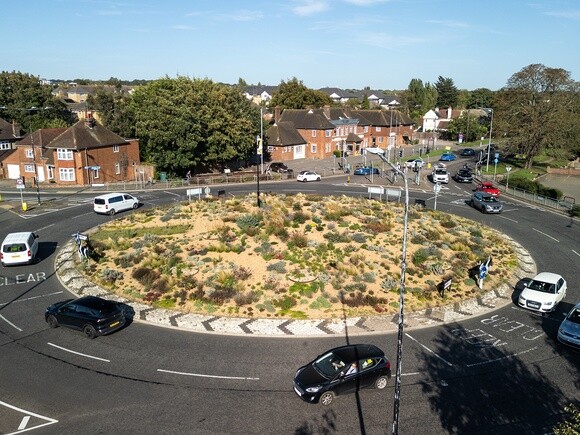 Planting on the Albert roundabout