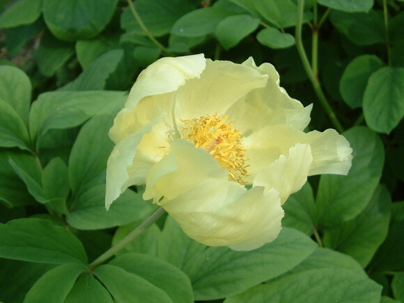 Beth Chatto's must-have spring plants Beth Chatto's must-have spring plants