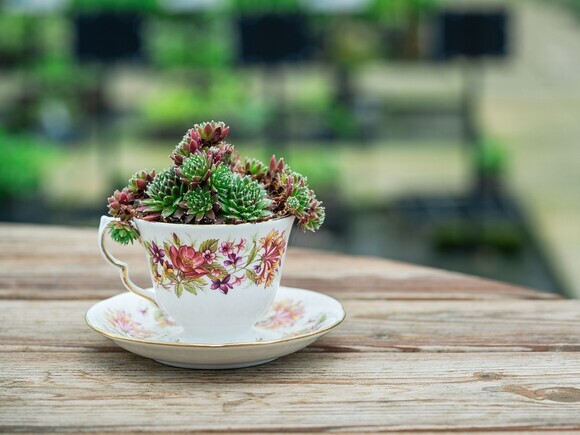 Container gardening