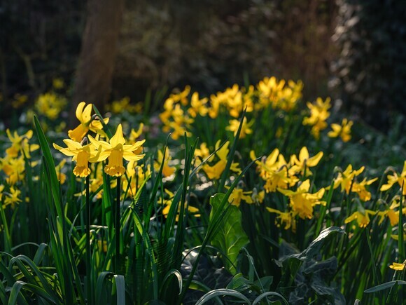 The Gaze of Narcissus The Gaze of Narcissus