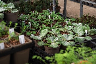 Growing for RHS Chelsea Flower Show