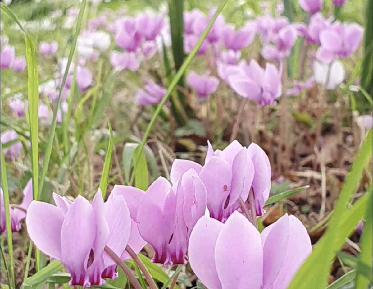 Easy-to-grow autumn bulbs and corms for naturalised drifts of colour
