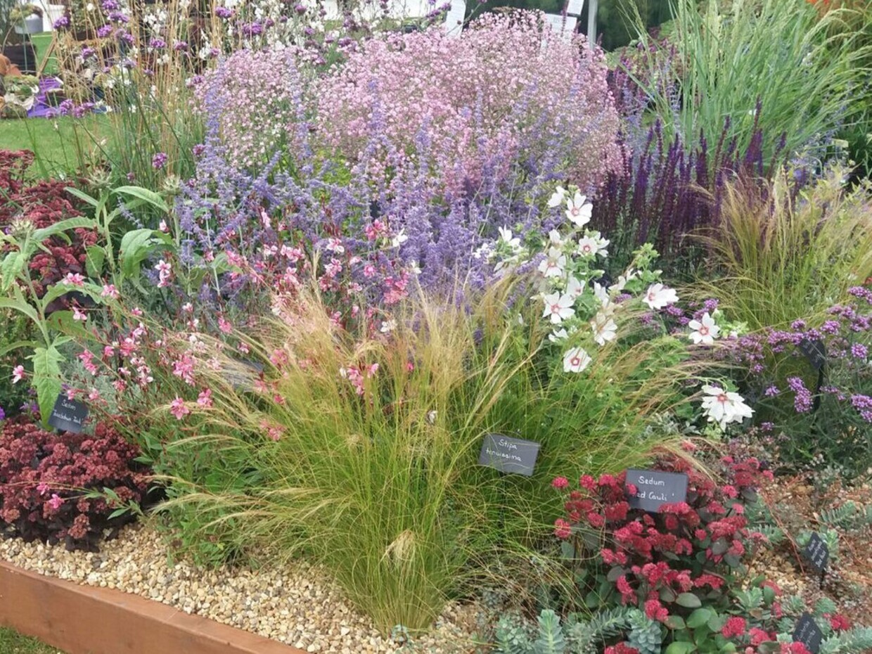 Plants from the RHS Wisley Flower Show