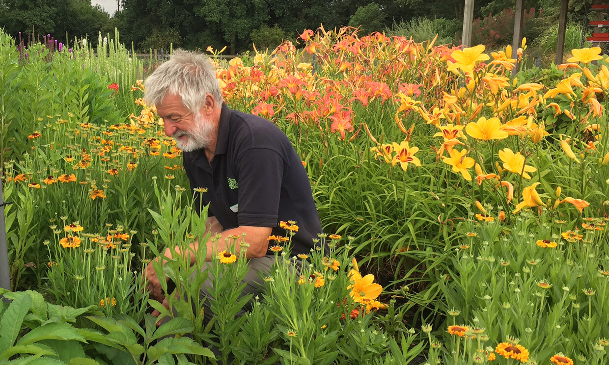 Hemerocallis (Day lily)