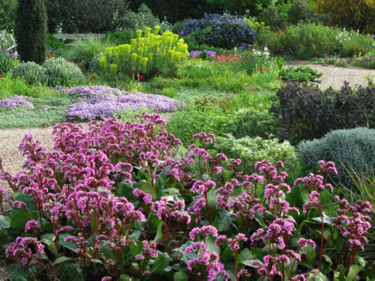 Indispensable Elephants ears, bergenia 