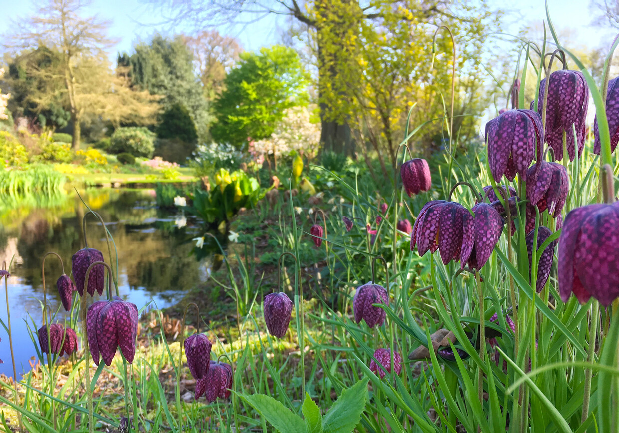 Beth Chatto's must-have spring plants
