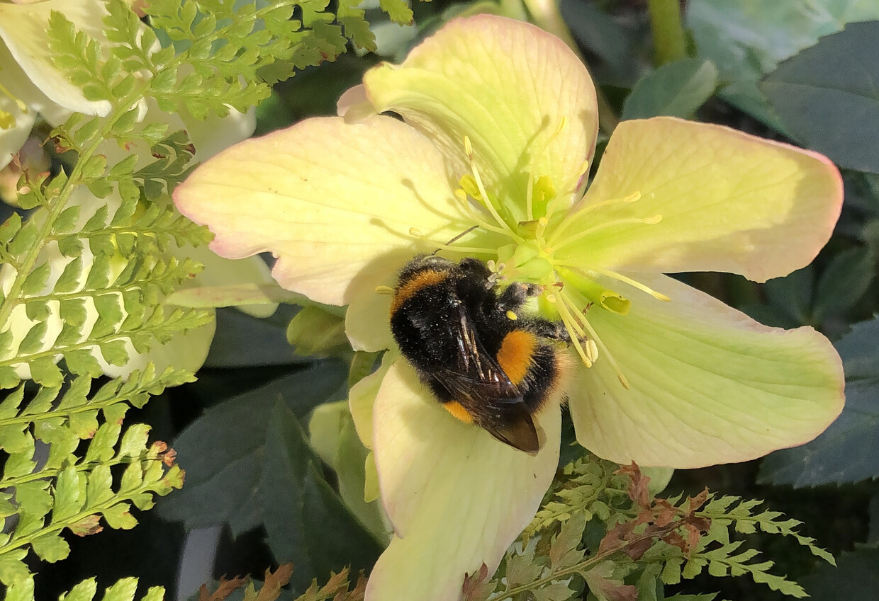 The most bee-friendly early spring plants