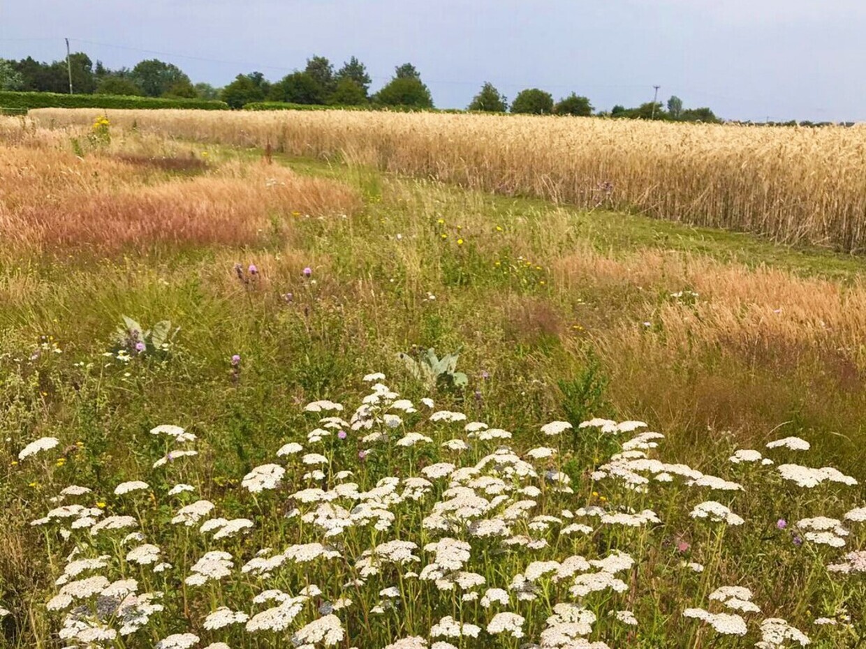 What happened when we stopped mowing the grass?