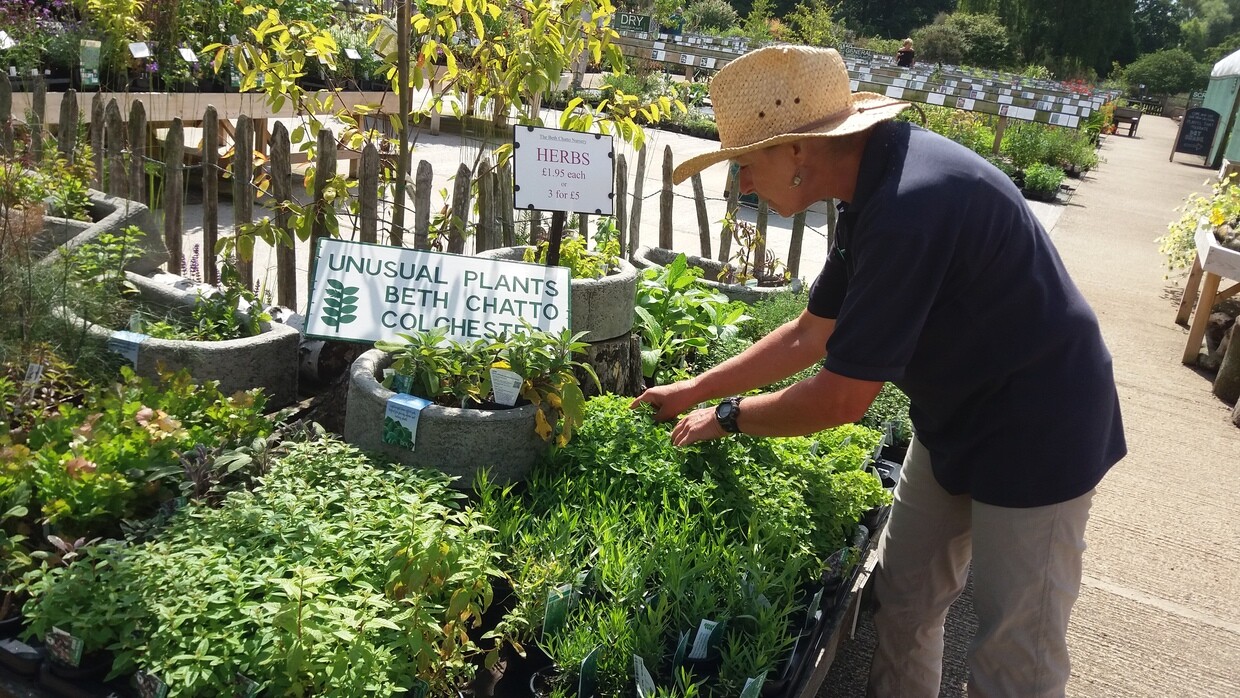 How to grow herbs and what to do with them