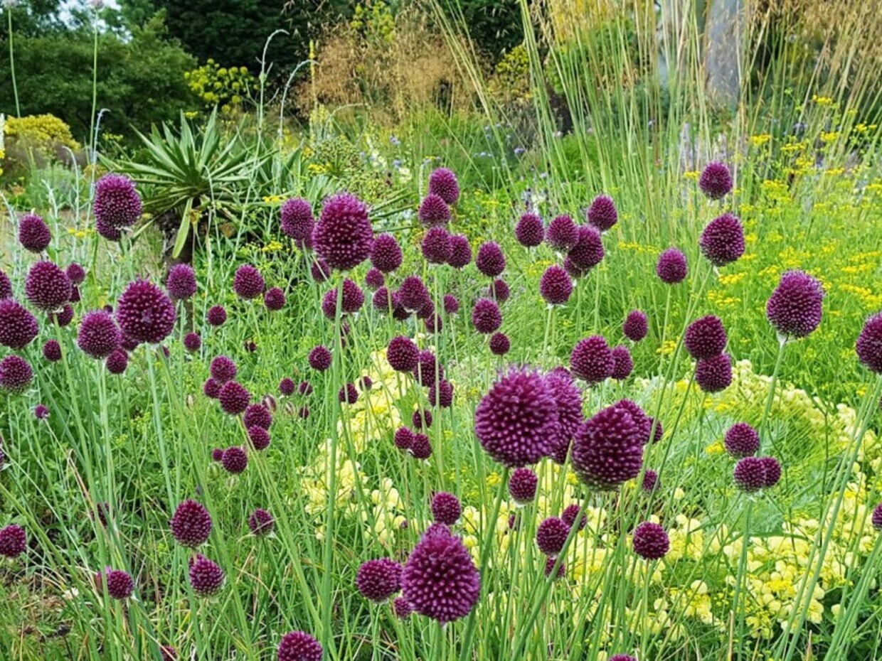 Alliums