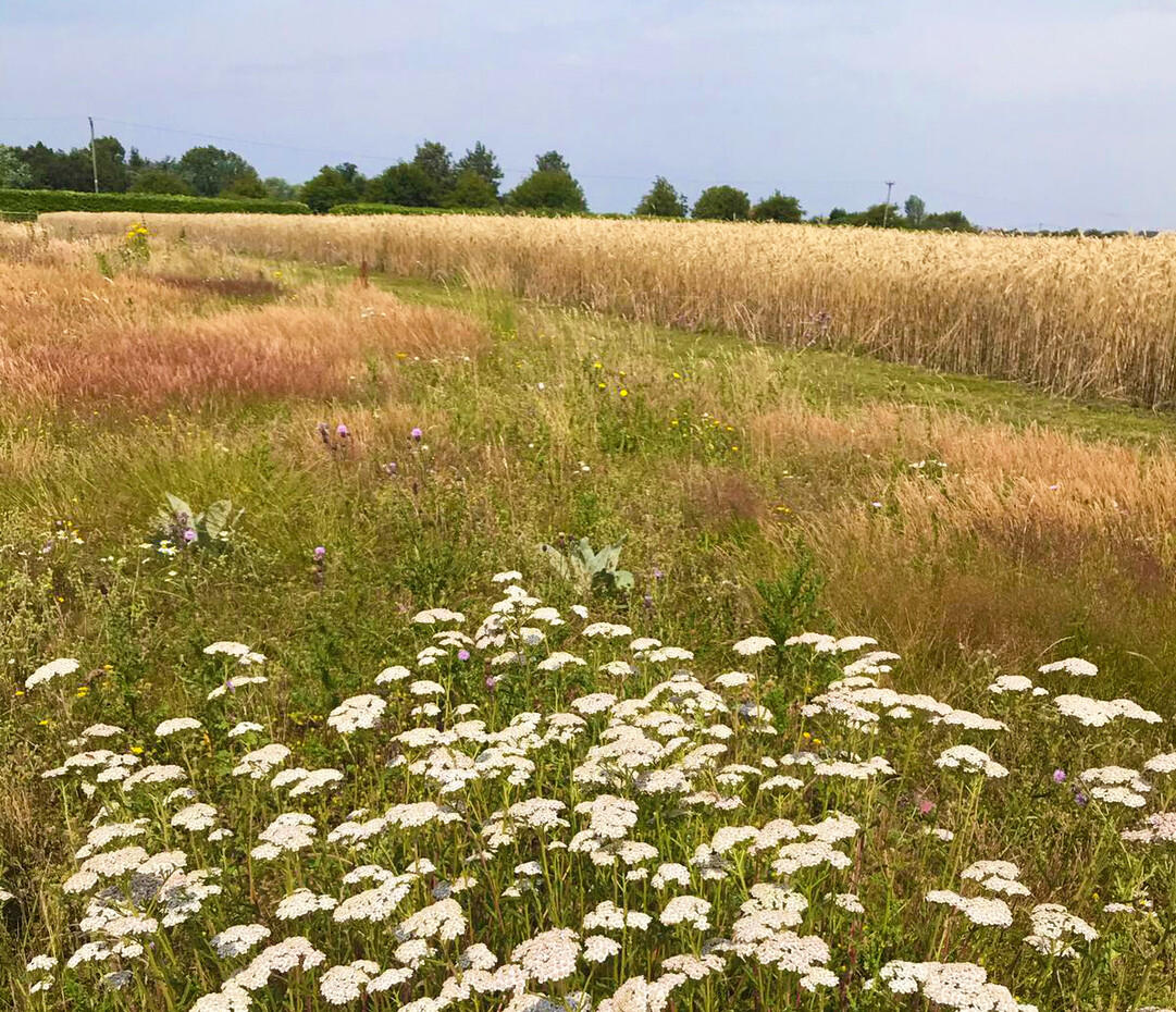 What happened when we stopped mowing the grass?