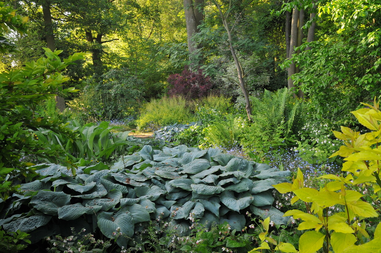 How to grow and get the best from your hostas