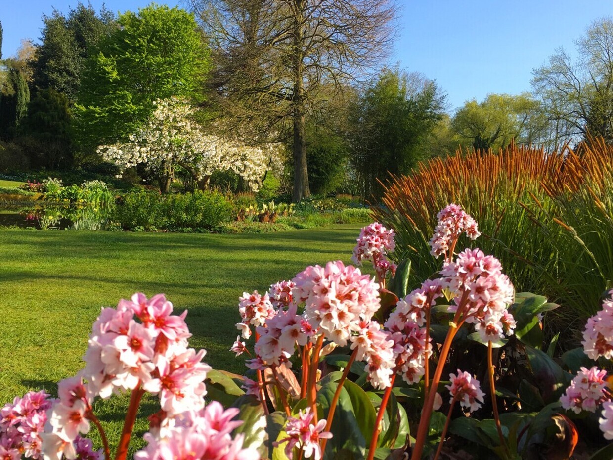 Aerating your lawn