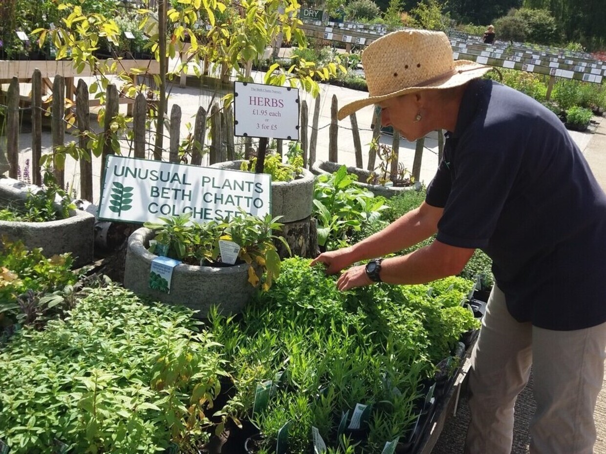 How to grow herbs and what to do with them